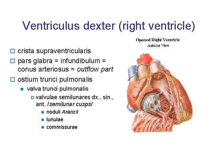 Ventriculus dexter (right ventricle) o crista supraventricularis o pars glabra = infundibulum = conus