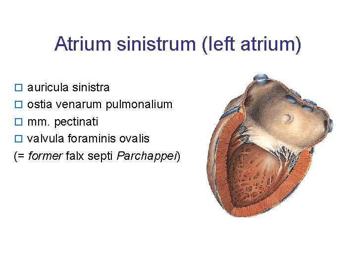 Atrium sinistrum (left atrium) o auricula sinistra o ostia venarum pulmonalium o mm. pectinati