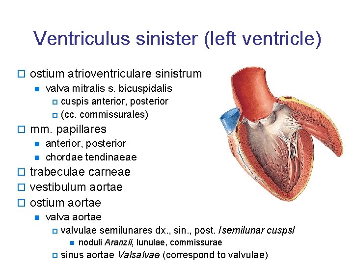 Ventriculus sinister (left ventricle) o ostium atrioventriculare sinistrum n valva mitralis s. bicuspidalis p