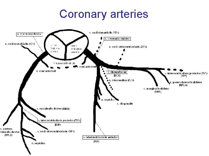 Coronary arteries 