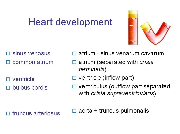 Heart development o sinus venosus o atrium - sinus venarum cavarum o common atrium