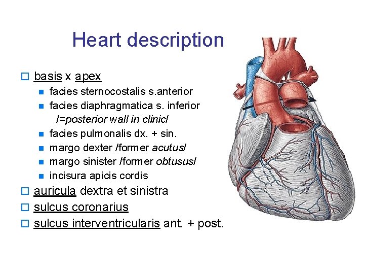 Heart description o basis x apex n facies sternocostalis s. anterior n facies diaphragmatica