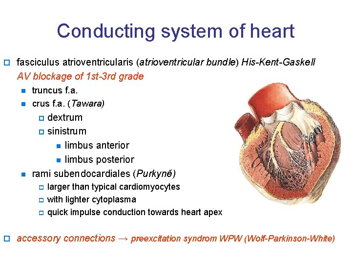 Conducting system of heart o fasciculus atrioventricularis (atrioventricular bundle) His-Kent-Gaskell AV blockage of 1