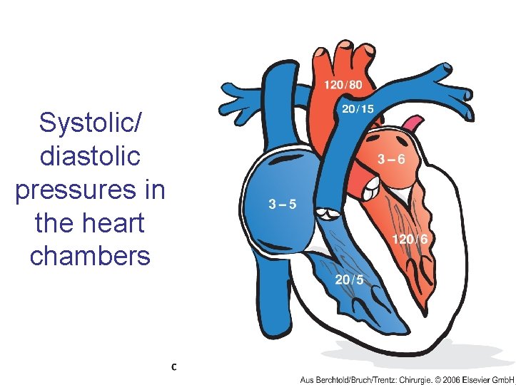 Systolic/ diastolic pressures in the heart chambers 