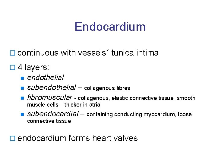 Endocardium o continuous with vessels´ tunica intima o 4 layers: n endothelial n subendothelial