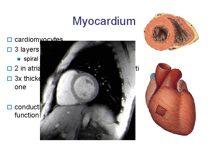 Myocardium o cardiomyocytes o 3 layers in ventricles n spiral (vortex), circular, longitudinal o