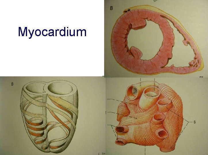 Myocardium 
