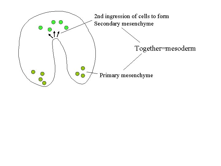 2 nd ingression of cells to form Secondary mesenchyme Together=mesoderm Primary mesenchyme 