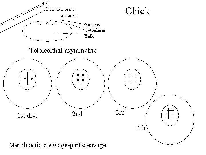 shell Shell membrane albumen Chick Nucleus Cytoplasm Yolk Telolecithal-asymmetric 1 st div. 2 nd