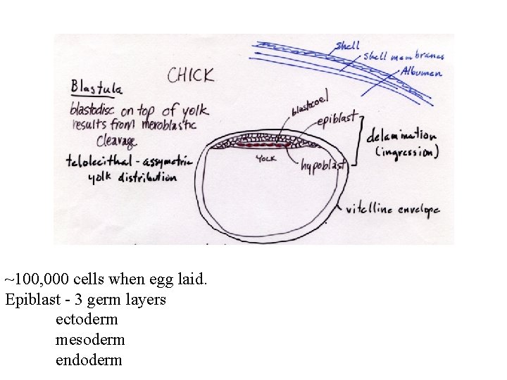 ~100, 000 cells when egg laid. Epiblast - 3 germ layers ectoderm mesoderm endoderm