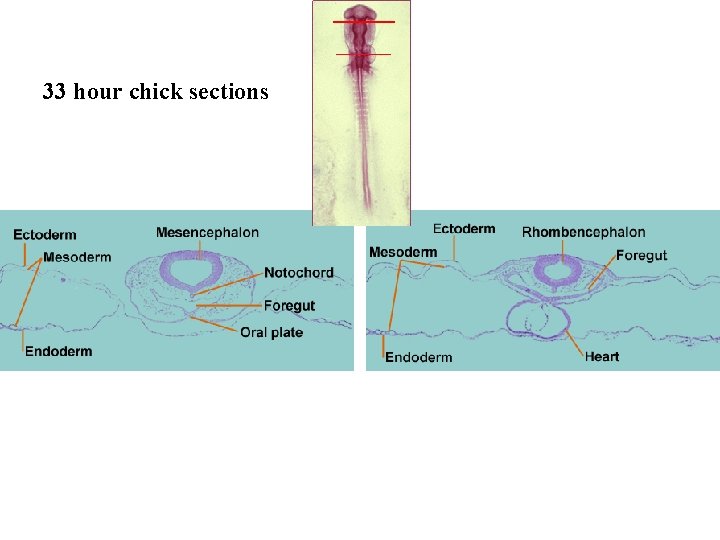 33 hour chick sections 