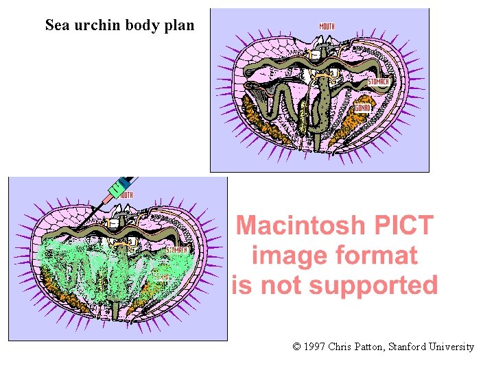 Sea urchin body plan © 1997 Chris Patton, Stanford University 