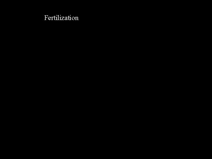 Fertilization 