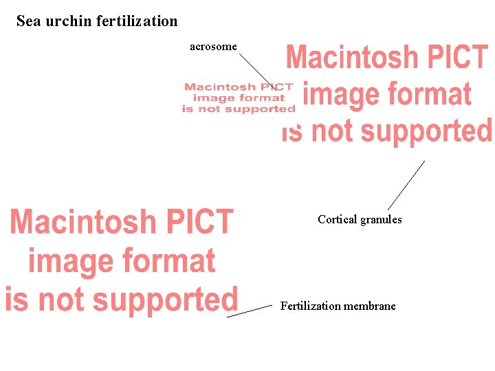 Sea urchin fertilization acrosome Cortical granules Fertilization membrane 