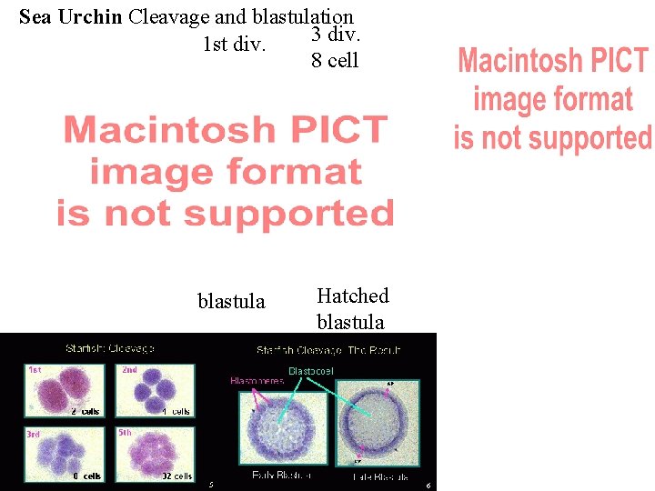 Sea Urchin Cleavage and blastulation 3 div. 1 st div. 8 cell blastula Hatched