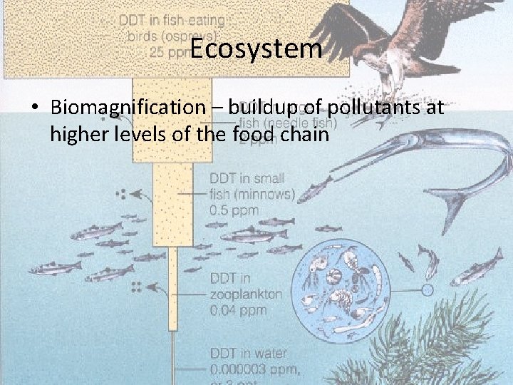 Ecosystem • Biomagnification – buildup of pollutants at higher levels of the food chain