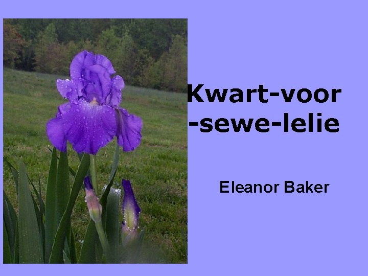 Kwart-voor -sewe-lelie Eleanor Baker 