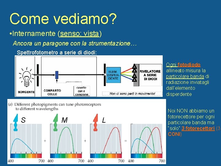 Come vediamo? • Internamente (senso: vista) Ancora un paragone con la strumentazione… Spettrofotometro a