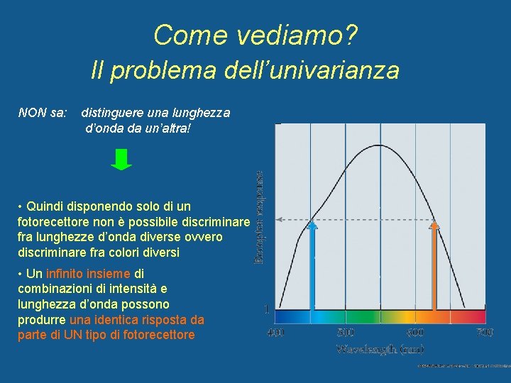 Come vediamo? Il problema dell’univarianza NON sa: distinguere una lunghezza d’onda da un’altra! •