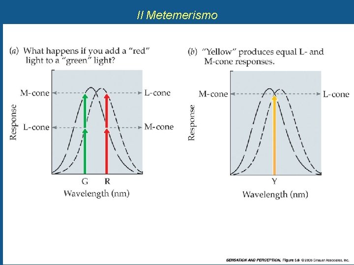 Il Metemerismo 