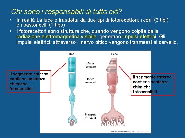 Chi sono i responsabili di tutto ciò? • In realtà La luce è trasdotta
