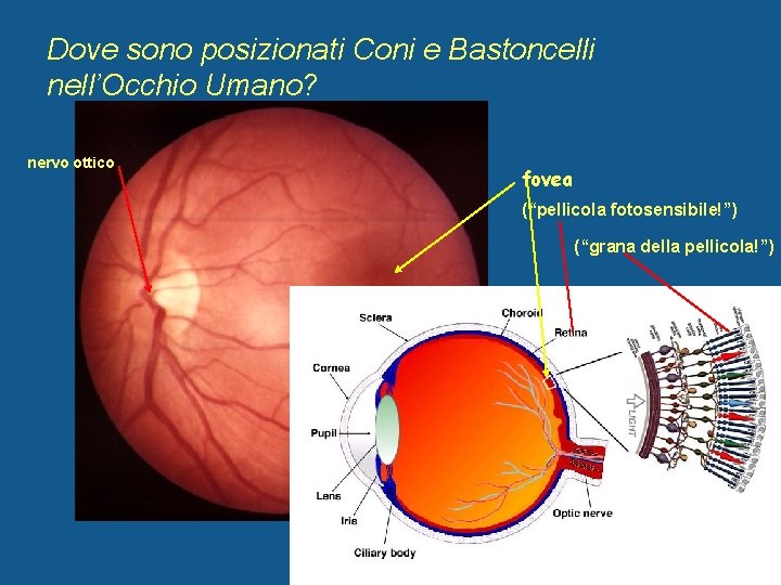 Dove sono posizionati Coni e Bastoncelli nell’Occhio Umano? nervo ottico fovea (“pellicola fotosensibile!”) (“grana