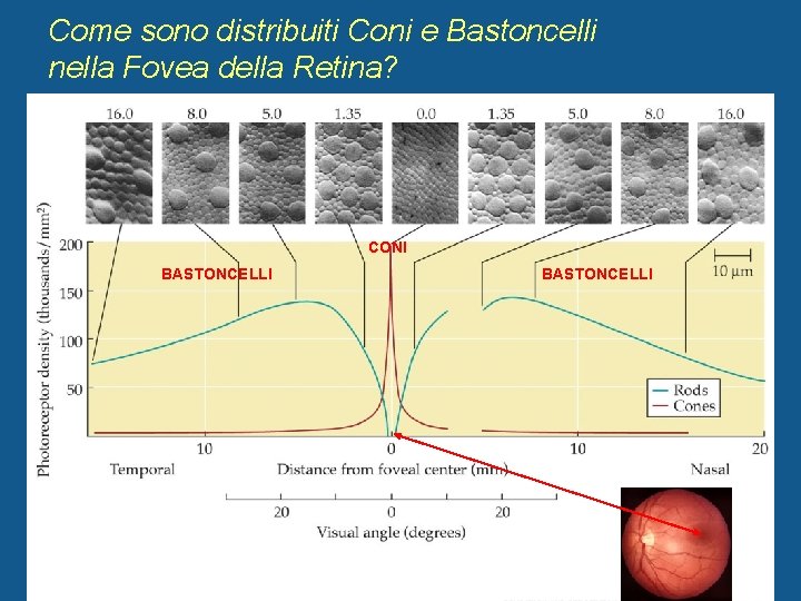 Come sono distribuiti Coni e Bastoncelli nella Fovea della Retina? CONI BASTONCELLI 