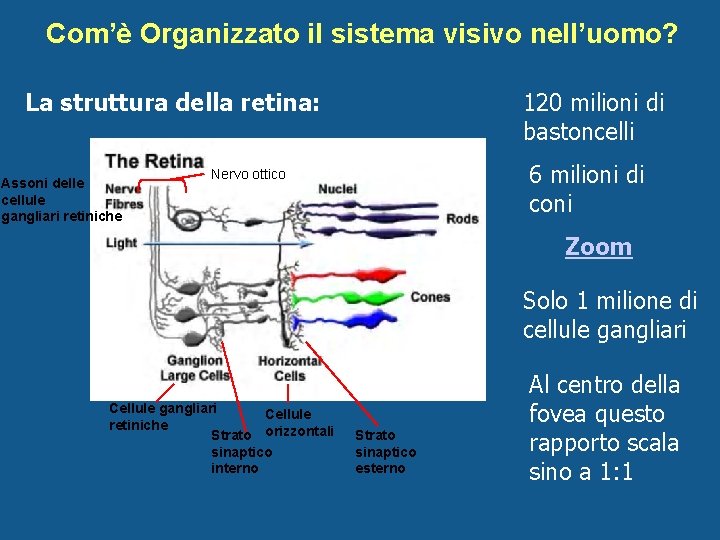 Com’è Organizzato il sistema visivo nell’uomo? La struttura della retina: Assoni delle cellule gangliari