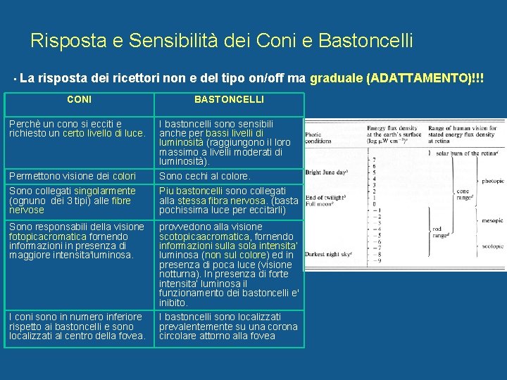 Risposta e Sensibilità dei Coni e Bastoncelli • La risposta dei ricettori non e