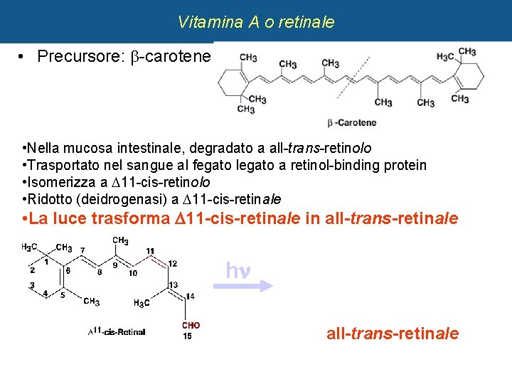 5 Vitamina A o retinale • Precursore: -carotene • Nella mucosa intestinale, degradato a