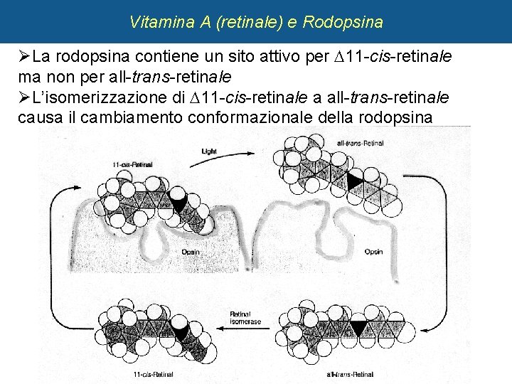 5 Vitamina A (retinale) e Rodopsina ØLa rodopsina contiene un sito attivo per 11