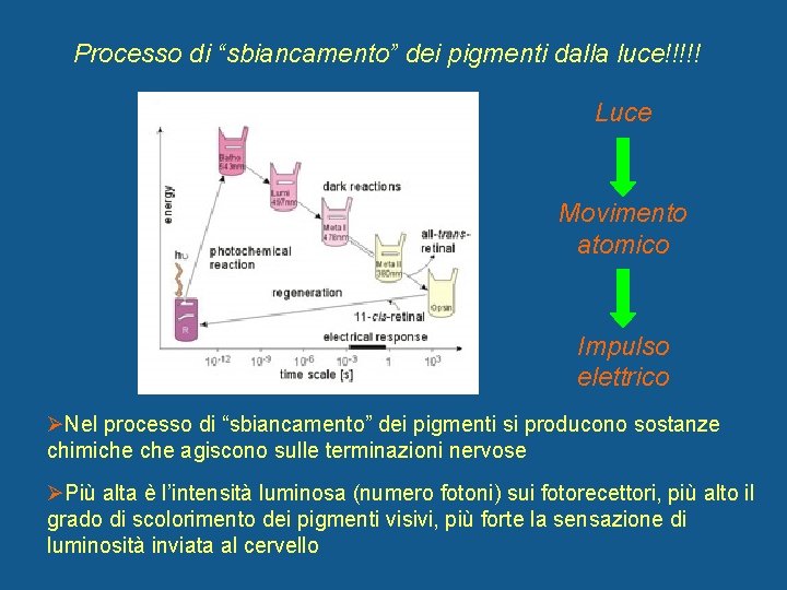 Processo di “sbiancamento” dei pigmenti dalla luce!!!!! Luce Movimento atomico Impulso elettrico ØNel processo