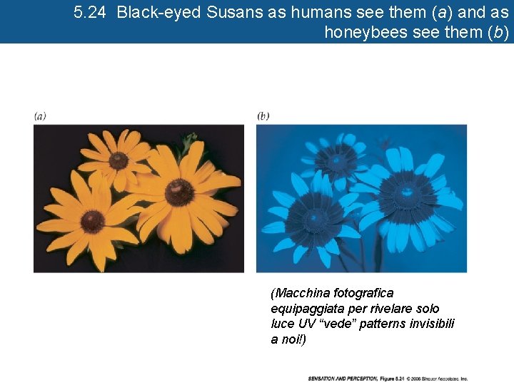 5 5. 24 Black-eyed Susans as humans see them (a) and as honeybees see