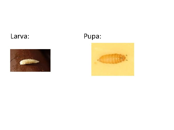 Larva: Pupa: 