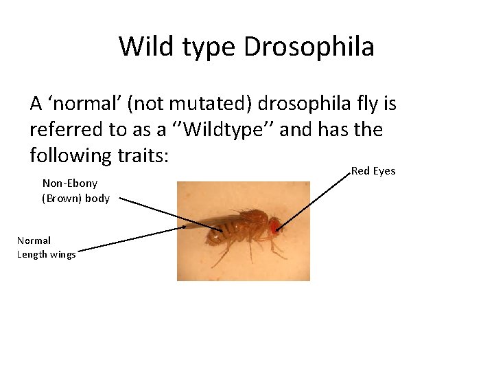 Wild type Drosophila A ‘normal’ (not mutated) drosophila fly is referred to as a