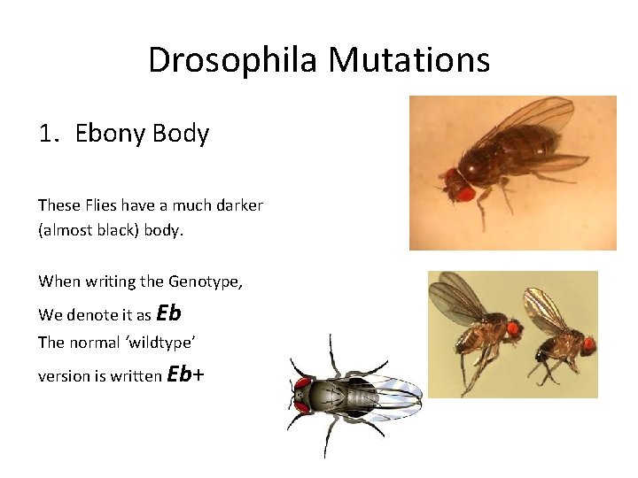 Drosophila Mutations 1. Ebony Body These Flies have a much darker (almost black) body.