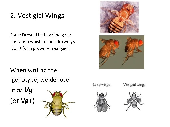 2. Vestigial Wings Some Drosophila have the gene mutation which means the wings don’t