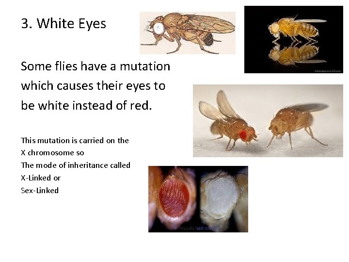 3. White Eyes Some flies have a mutation which causes their eyes to be