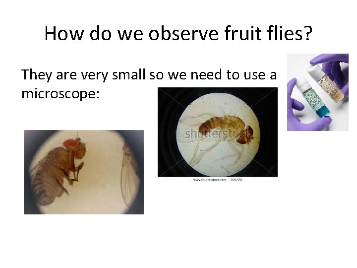 How do we observe fruit flies? They are very small so we need to