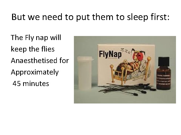 But we need to put them to sleep first: The Fly nap will keep