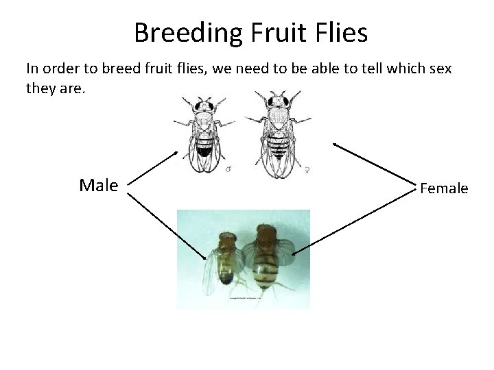 Breeding Fruit Flies In order to breed fruit flies, we need to be able