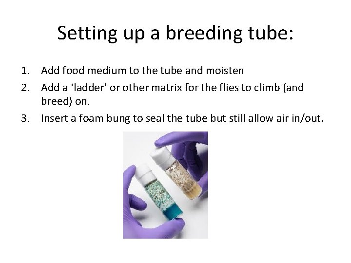 Setting up a breeding tube: 1. Add food medium to the tube and moisten