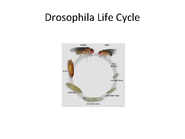 Drosophila Life Cycle 