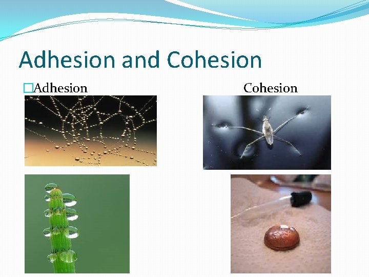Adhesion and Cohesion �Adhesion Cohesion 