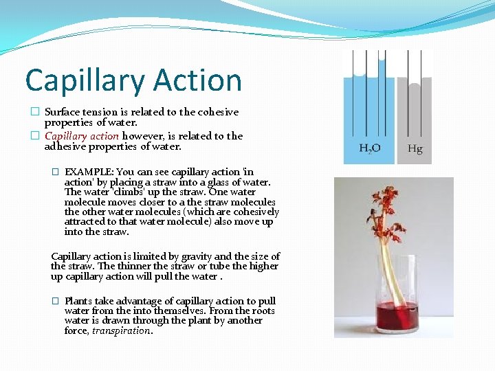 Capillary Action � Surface tension is related to the cohesive properties of water. �