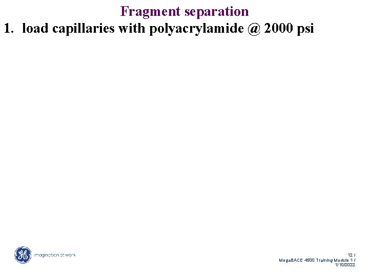 Fragment separation 1. load capillaries with polyacrylamide @ 2000 psi 12 / Mega. BACE