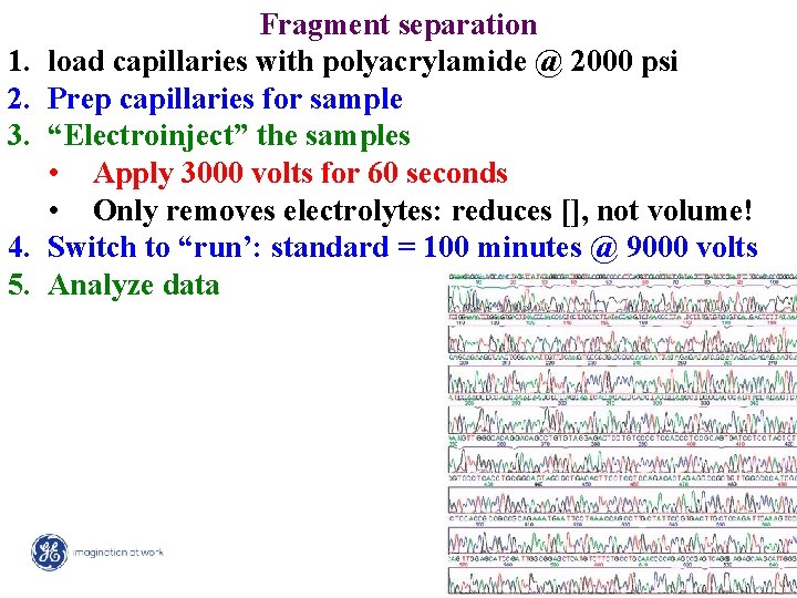 1. 2. 3. 4. 5. Fragment separation load capillaries with polyacrylamide @ 2000 psi