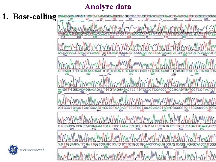Analyze data 1. Base-calling 18 / Mega. BACE 4500 Training Module 1 / 1/10/2022