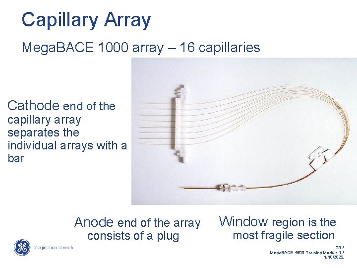 Capillary Array Mega. BACE 1000 array – 16 capillaries Cathode end of the capillary
