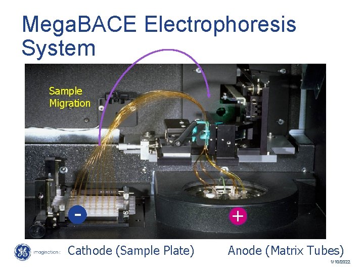 Mega. BACE Electrophoresis System Sample Migration Cathode (Sample Plate) + Anode (Matrix Tubes) 33